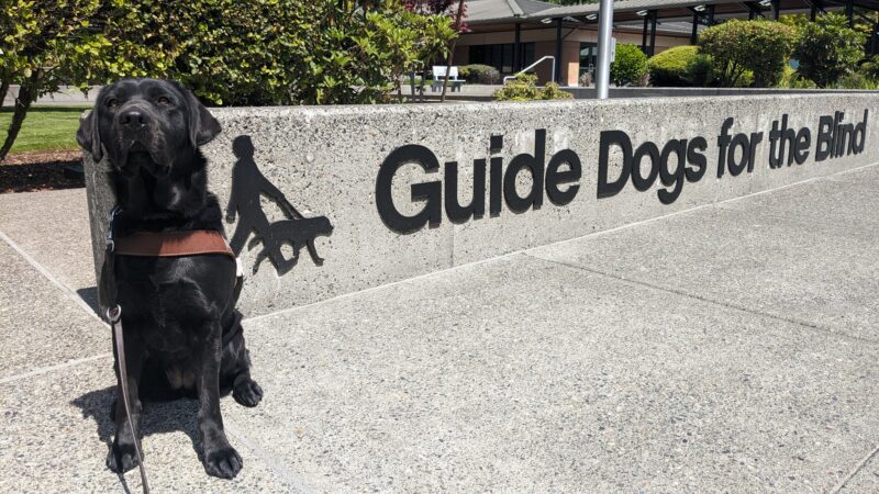Captain, a black lab, sits on a cement path in her harness. Behind her a sign stretches out that says Guide Dogs for the Blind. Other buildings and trees can be seen behind her.