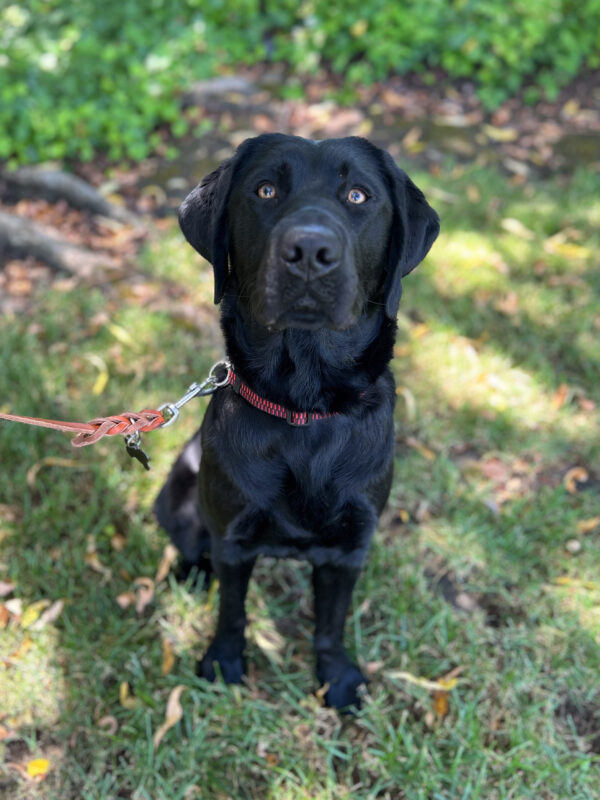 Katela sits at attention in the shady grass on campus