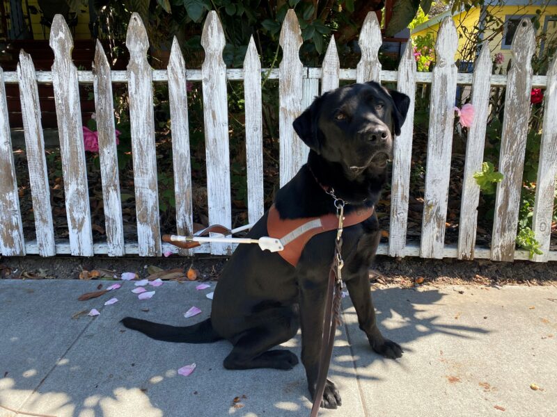 Kearney takes a break from guidework while sitting in the shade. He is staring at the camera. In the background, there is a white fence with some pink roses between the wood planks.