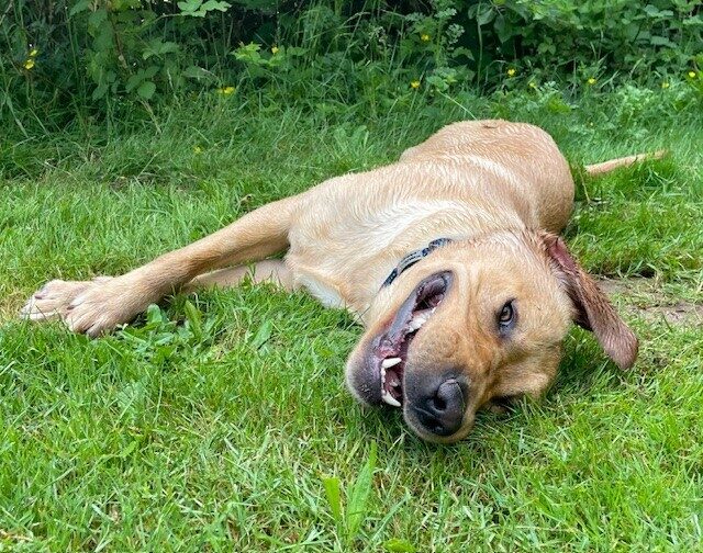 Kimmel lays on his side after rolling in the grass. He is facing the camera, his mouth is open and his ears are flopped over on top of his head. He is wet from rolling in the dew on the grass