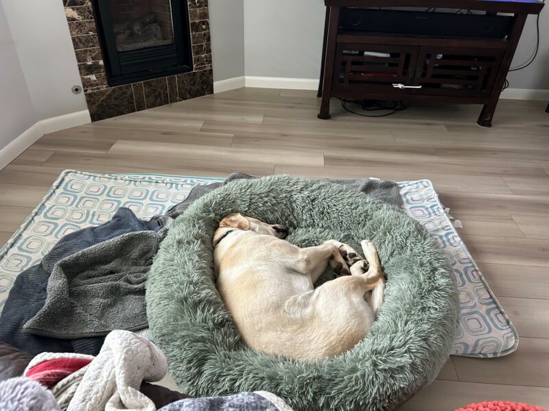 Kinley lays curled up sweetly on a fluffy dog bed in her foster care provider's home near a fireplace.