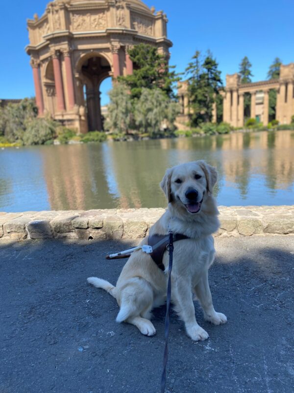 Laguna sits in harness facing the camera. She has a proud smile painted on her face. Her mouth is slightly open. Behind her the sun reflects off the water surrounding the Palace of Fine Arts