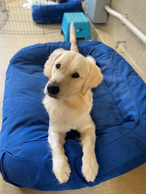 Laguna lays on a large, blue, plush bed. She is facing the camera. Her body is in a perfect line with her little tail sticking straight out behind her. Her head is tilted slightly to the right.