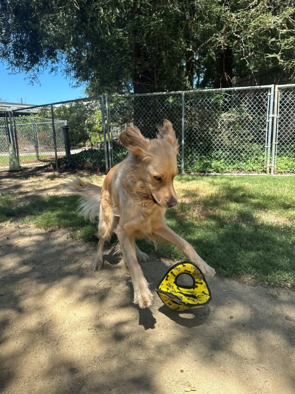 Larry is playing in a grassy play yard, mid-flight and ready to pounce on a yellow toy. There's dappled sunlight surrounding him.