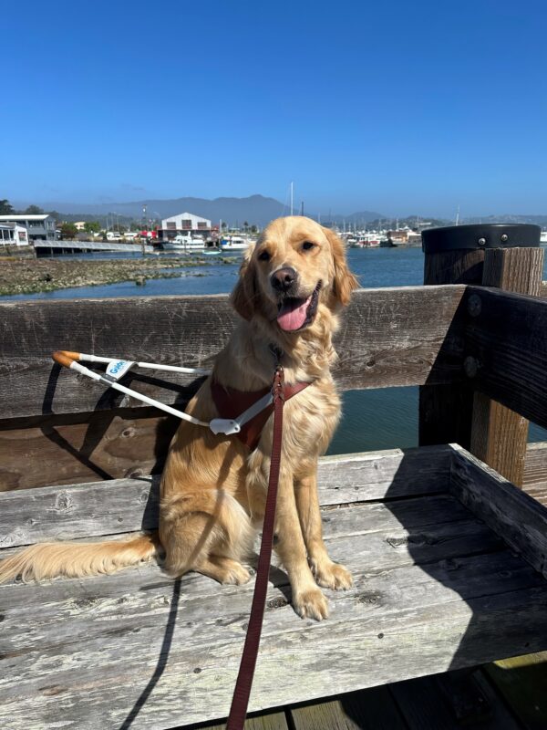 Larry sits proudly in his harness on a wooden bench . There's a smile on his face and his tongue is out. Behind him is a marina and the sun is shining brightly.
