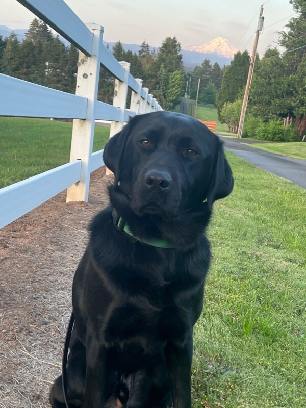 Black Lab Larson sitting by a white fence with a large field, trees, and view of Mt. Hood behind him.