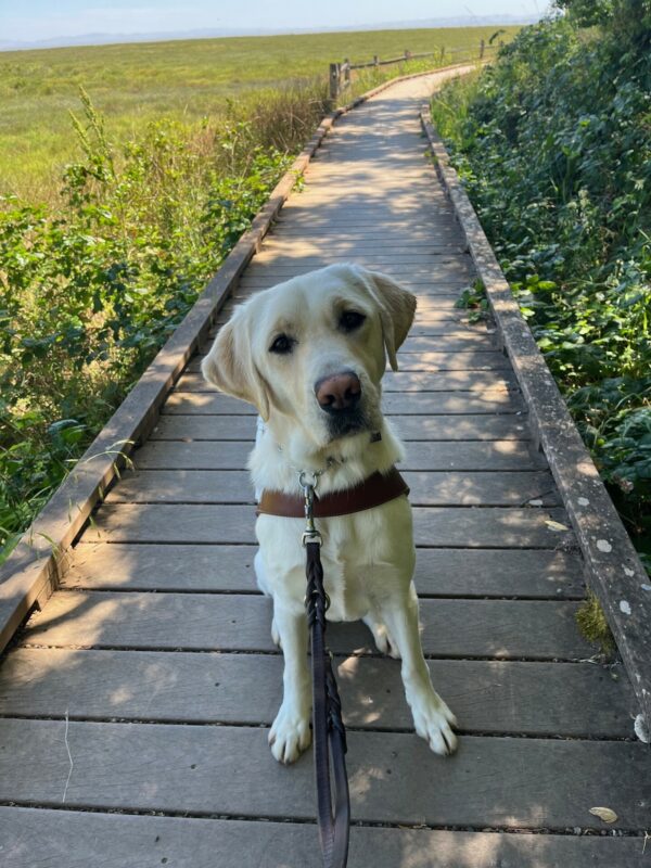 Laurie sits on a wooden boardwalk while looking at the camera and wearing her guide dog harness. Lush greens and a marsh can be seen in the background.