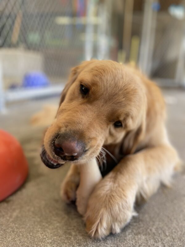 Lego lays in the CR area chewing on a Nylabone that is positioned between his front paws.