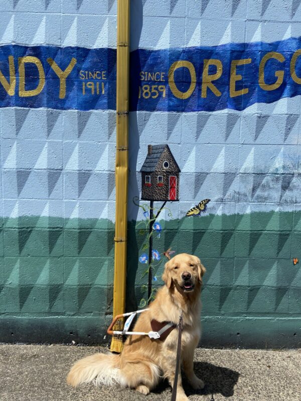 Lego sits on the sidewalk in front of a mural wearing his guide dog harness. He appears to be smiling as he looks at his handler. The scene behind him is of a grassy area with a small bird house and butterflies flying. There is a gutter downspout in the center which is painted gold to look like a flag pole. The words Sandy and Oregon are on either side of the downspout in the Oregon State flag colors of blue and gold.