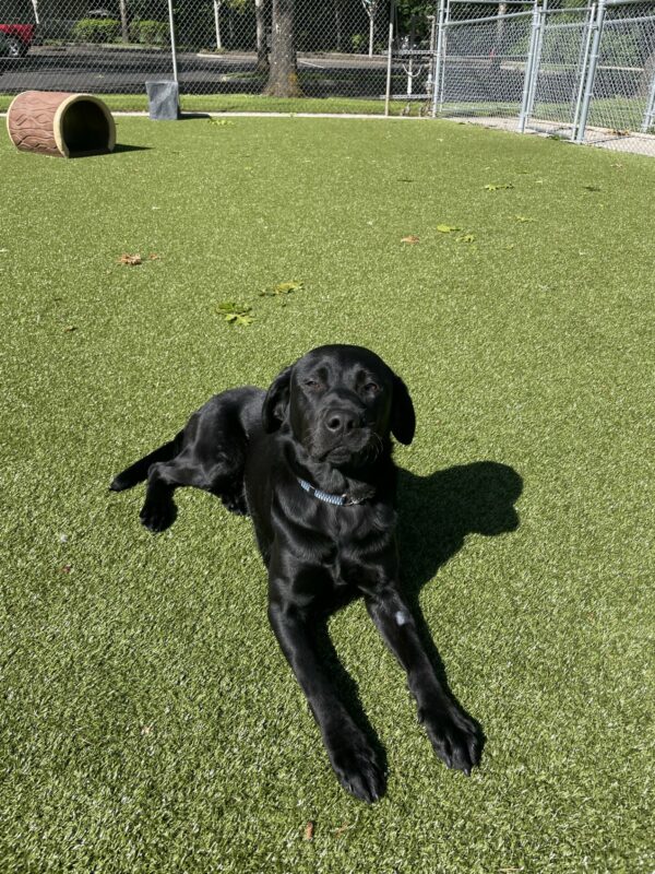 A portrait of Louise, a black Labrador Retriever, laying down on Astroturf. The sun is shining on her glossy black fur and she is looking at the camera with an adorable closed mouth expression.