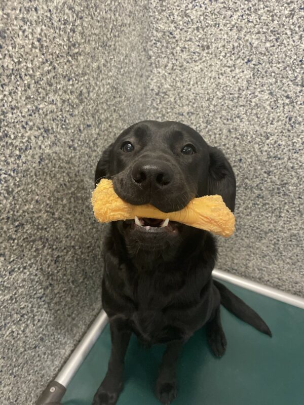 Louise, a black Labrador Retriever, is sitting on a green kuranda bed and looking at the camera with bright, dark eyes. She has a yellow nylabone in her mouth and her ears are flared to the sides.