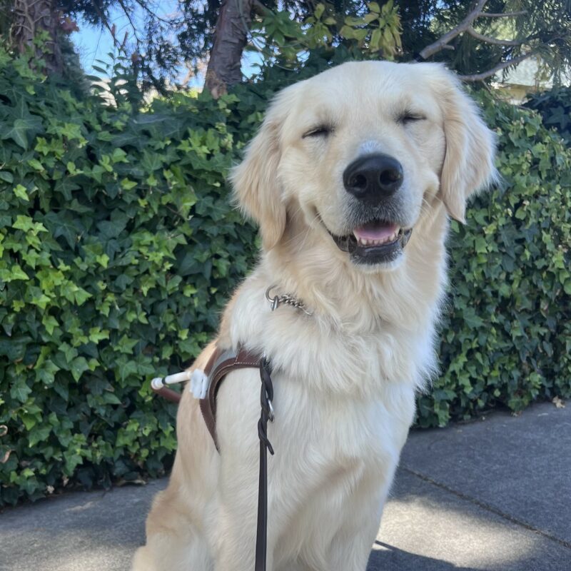 Major is wearing his harness and sitting in front of a wall of green ivy. His eyes are closed and his mouth is open in a happy smile.