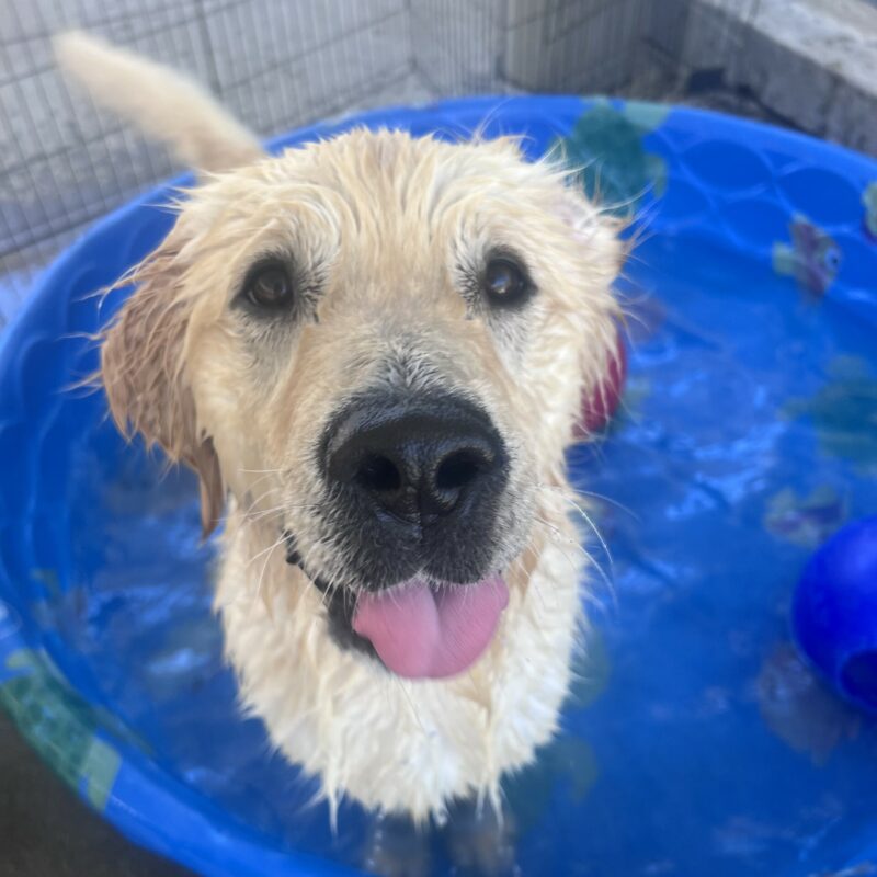 Major is standing in a blue kiddle pool with a red jolly ball floating behind him. His fur is wet and his tongue is sticking out towards the camera.