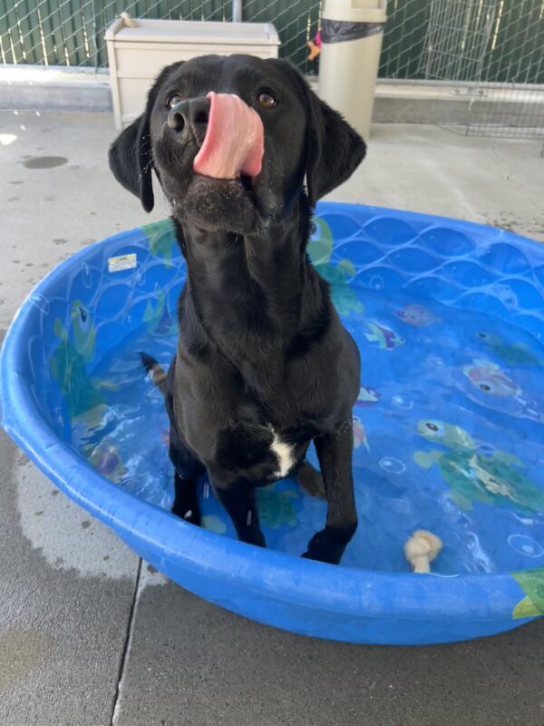 Matrix is sitting in a blue kiddie pool in the community run yard. He is looking at the camera and licking his nose.