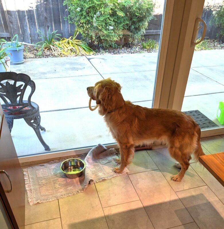 Optimist (Misty) in her foster care home, looking out a sliding glass window with a toy in her mouth.