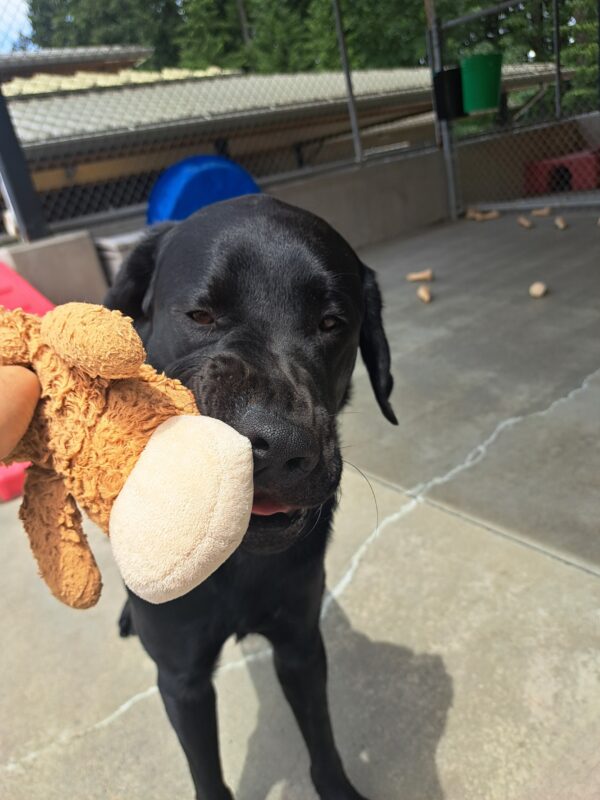 Black lab (Mitch) sitting with a brown toy in his mouth. His lips scrunched up and chewing on the toy.