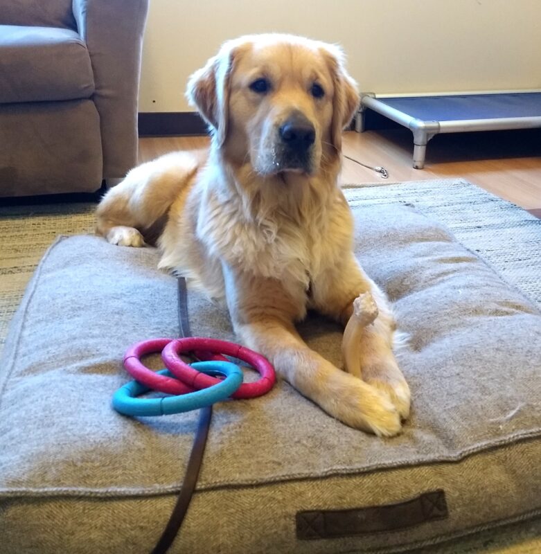 Mosey laying on a soft comfy dog bed surrounded by toys.