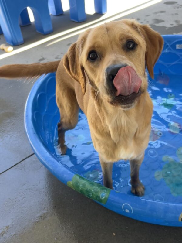 Navi is standing in a blue kiddie pool in community run. He is looking at the camera and licking his nose.