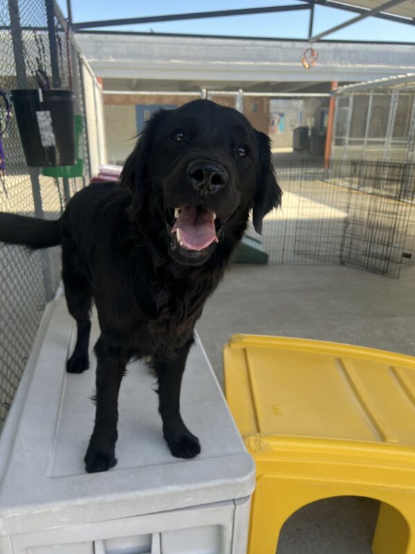 Neutrino is in the community run section of the kennels. He is standing on a tan bench and looking into the camera.