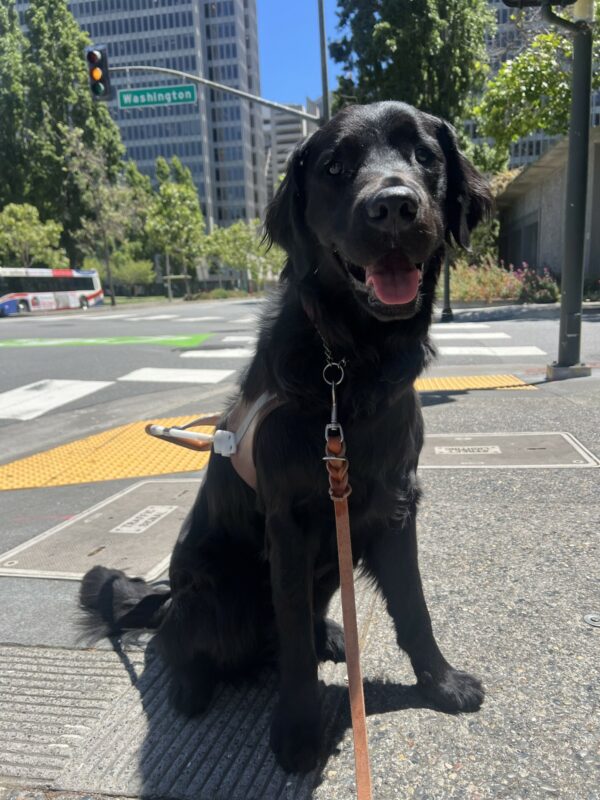 Neutrino is sitting on a sidewalk in SF. He is wearing his guide dog harness. Behind him is an intersection and large buildings.