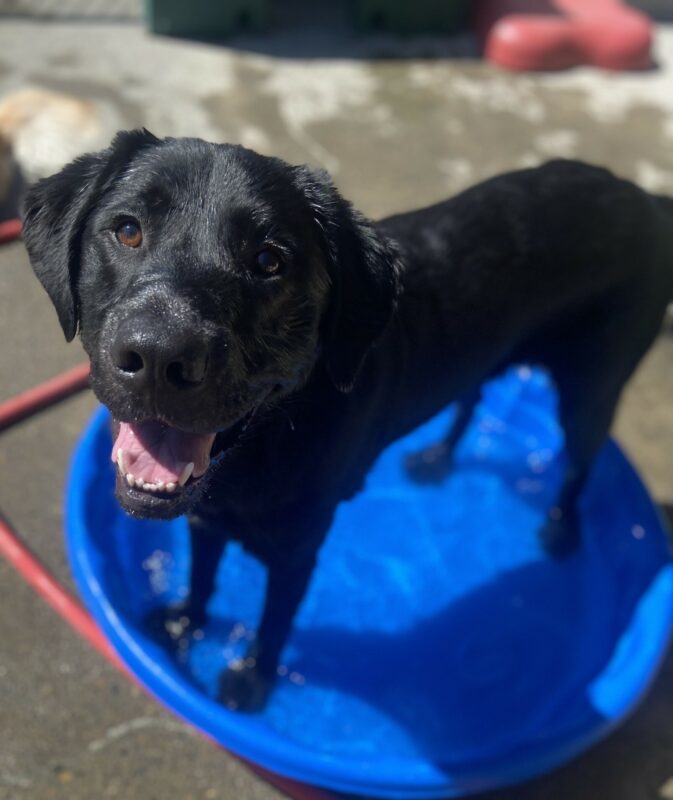 Nexus stands inside a blue pool in the CR area on the Oregon campus. His face is wet from playing in the water and his mouth is open as he looks up at his primary handler.