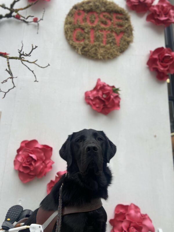 Nexus sits in his guide dog harness in front of a white wall with large red sculpted roses mounted to it. There is a circular sign above his head that says