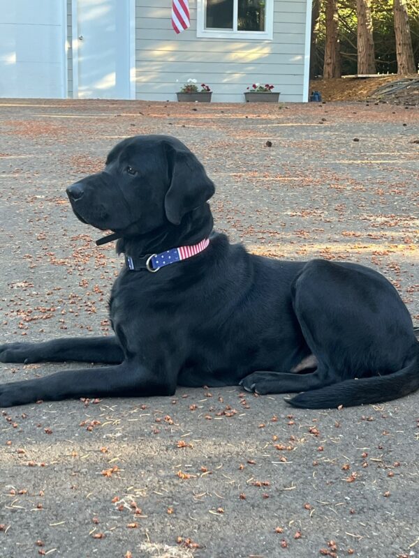 Black Lab Norway laying in the driveway of PAVE. He's wearing an American flag collar.