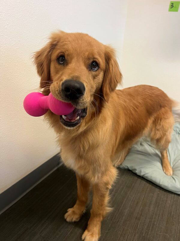 Nugget is standing with his front feet on carpet and his back feet on a dog bed. He holds a bright pink barbell dog toy in his mouth while looking innocently into the camera.