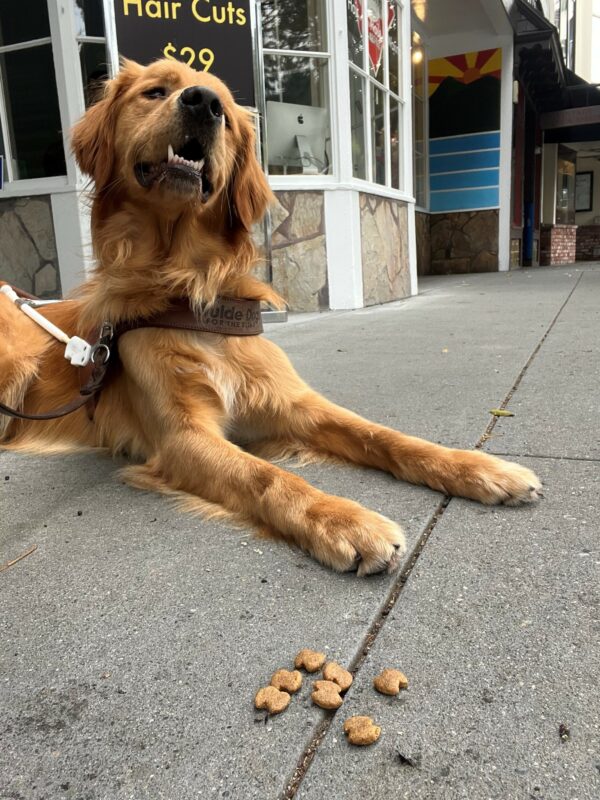 Nugget lays on cement wearing his guide dog harness. He has an open mouth and a smile on his face with his head slightly tilted to the right. In the foreground, a small pile of kibble is placed on the ground a few inches away from Nugget. Nugget stares past the camera, doing an excellent job at food refusal.