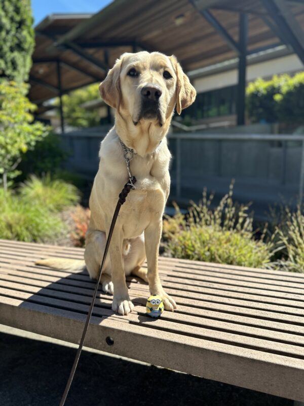 Otto, a male yellow lab, sits on a bench with a small