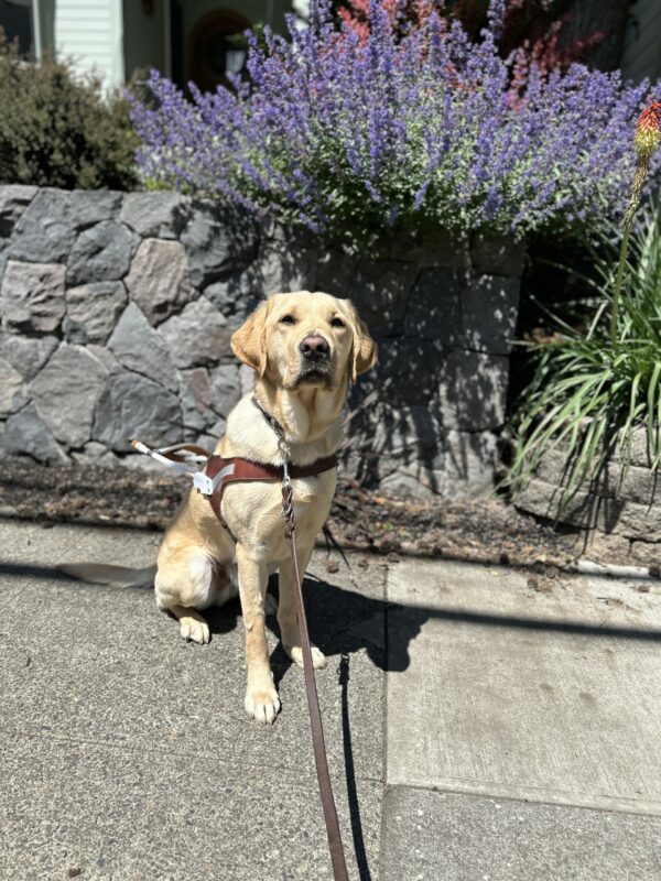 Otto, a male yellow labrador, sits in harness in front of a stone wall and lavender plant.