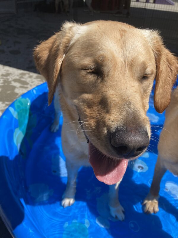 Pandora stands in a small blue swimming pool with her tongue out and eyes closed on a sunny day.