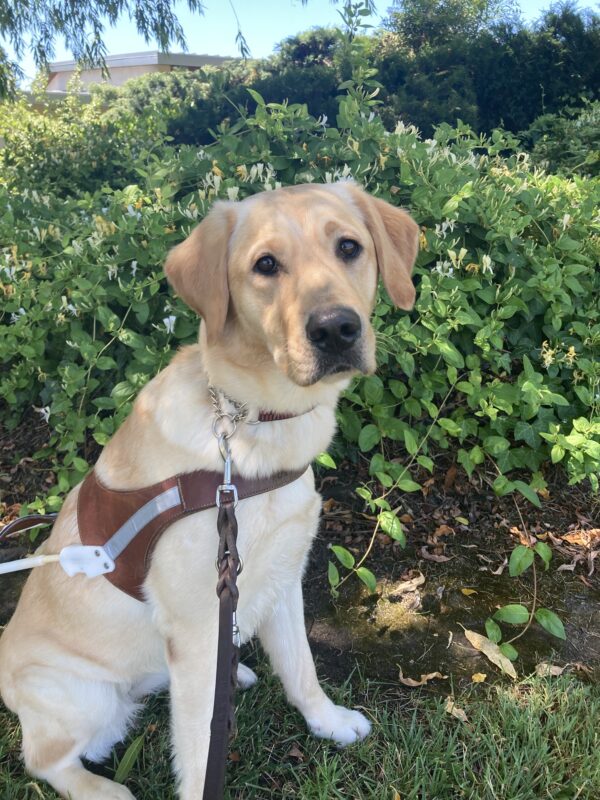 Pandora sits in the shade on a sunny day in harness in front of green plants with small white flowers behind her.
