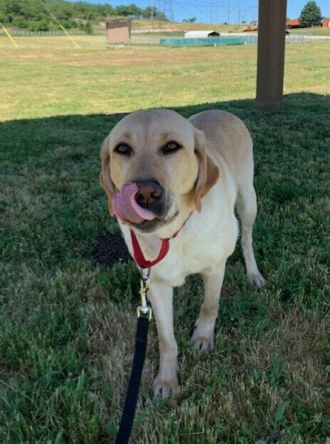 A cute picture of Yellow Lab Raelyn standing with her tongue out!