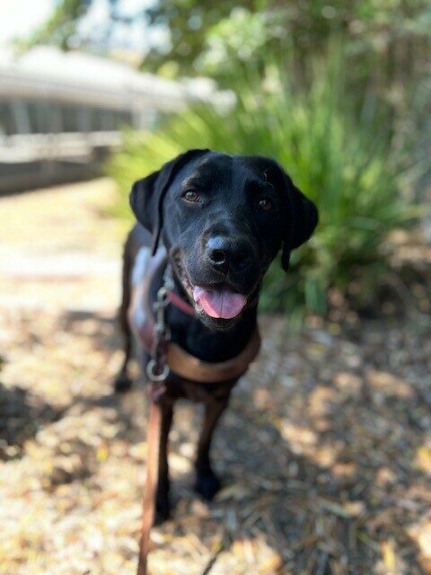 <p>Regina stands and looks at the camera. She is smiling and wearing her harness.</p>