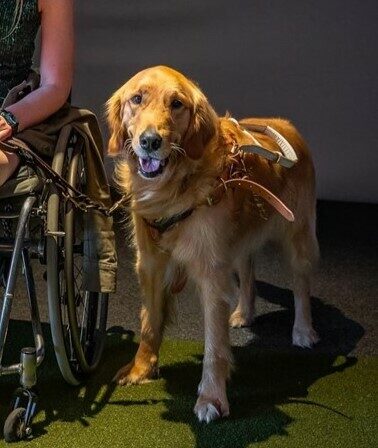 Golden retriever Riggs next to a person using a wheelchair