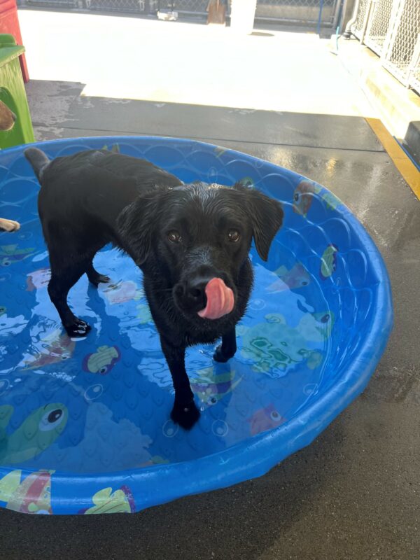 Roanna stands in a doggy pool filled with water. Her fur is soaking wet, indicating that she is having a fun time splashing around. She licks her nose while she looks innocently into the camera.
