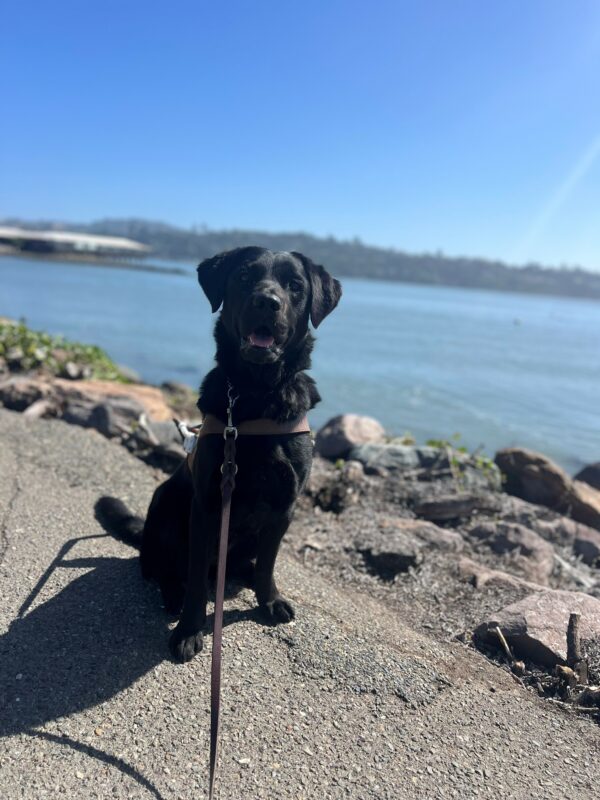 Roanna sits in harness with her mouth open and her gaze directly into the camera. In the background is a large body of open water in the Sausalito bay.