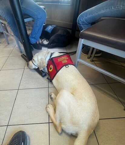Rodeo is wearing a red jacket and is laying down relaxing at a restaurant.