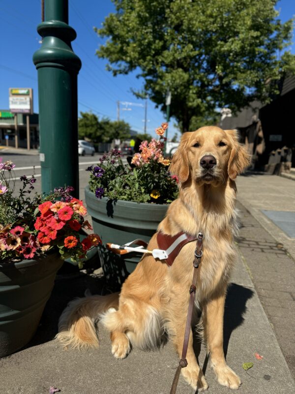 Yellow coated cross, Sal, sits in front of many colorful pots of flowers. He is wearing his harness and looking into the camera proudly.