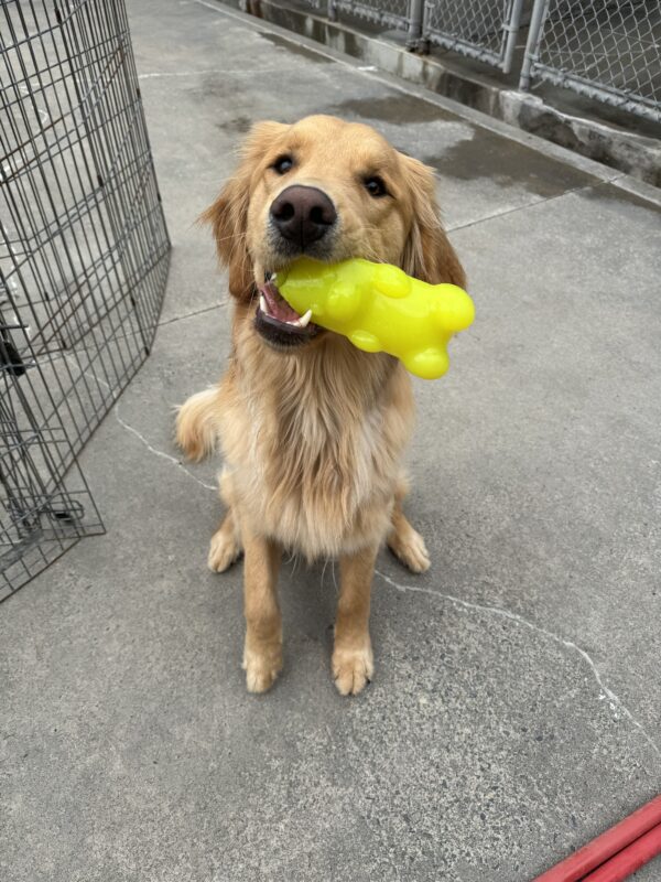 Yellow coated cross, Sal, is in a sit with a bright yellow gummy bear shaped toy in his mouth.