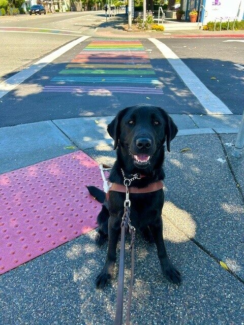 Tamsin sits in harness facing the camera with a smile on her face. Behind her is a crosswalk with rainbow stripes.