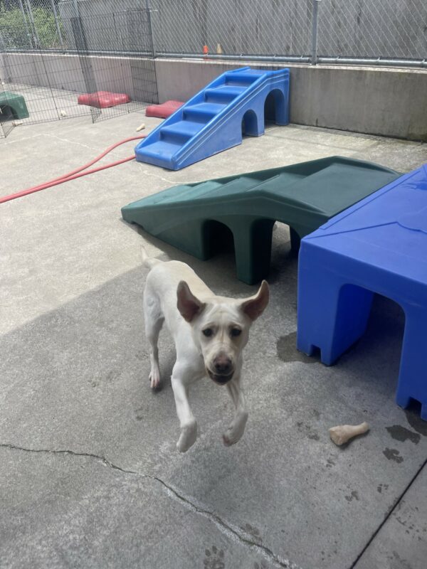 Triscuit, a petite female yellow lab, is leaping in the air doing one of her classic bunny hops in community run. Both her ears and front paws are up and she has her mouth open smiling.