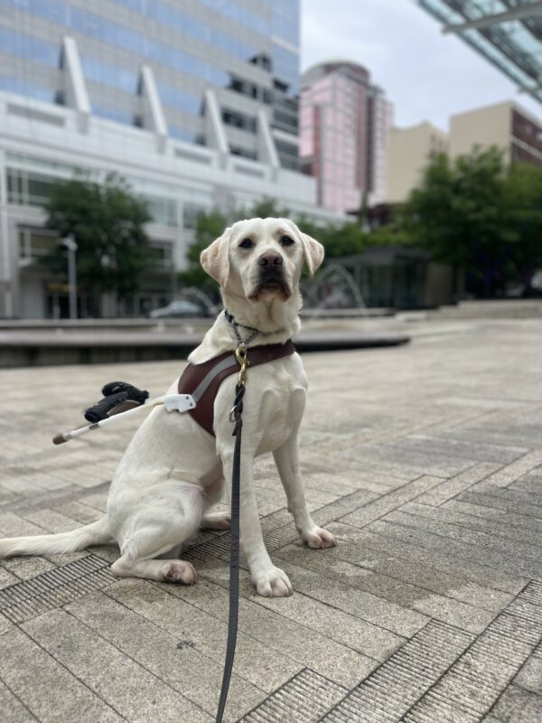 Triscuit, a petite female yellow lab, sits in harness in front of a water fountain in downtown Portland. You can see the city scape and tall buildings behind her.