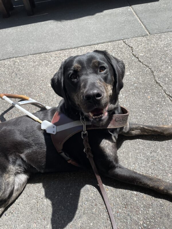 Tulip lays in harness facing the camera with a smile showing her bottom teeth on a sunny day.