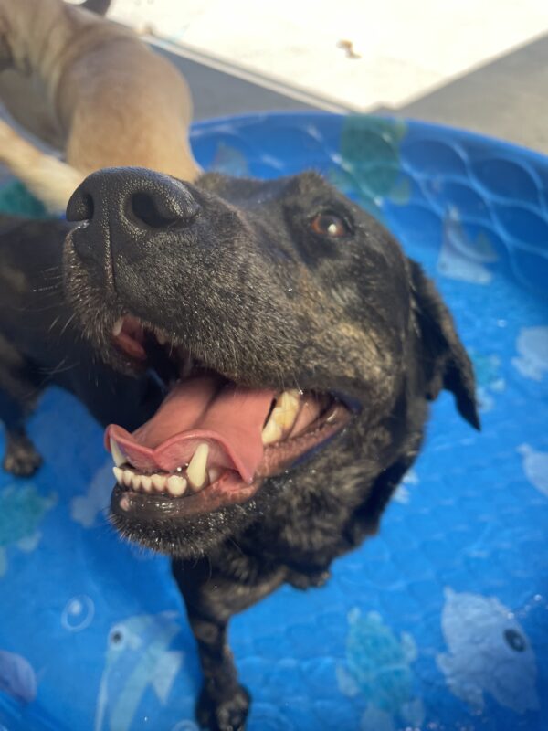 Tulip is close up to the camera with mouth open showing bottom teeth and tongue while standing in a tiny blue swimming pool.