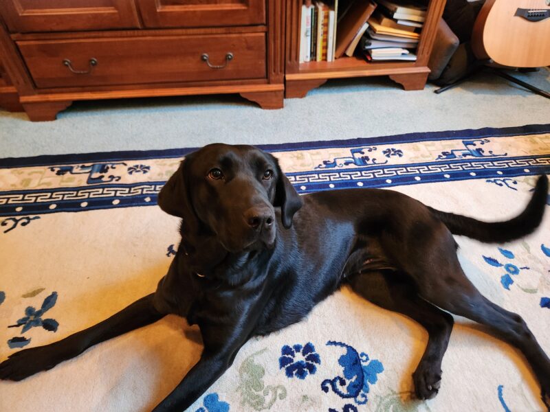 Wiki, a black Labrador retriever, is laying down after an hour long walk in foster care. She is laying on a rug that is cream with blue and sage green accents.