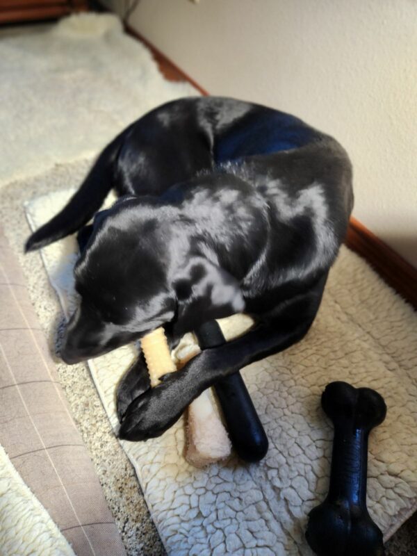 Wiki is chewing on a Nylabone while laying on a fleece rug. Although she is chewing only on one bone, she is simultaneously laying on 2 other toys; another Nylabone and a goughnut stick. These are just a few of her favorite toys.
