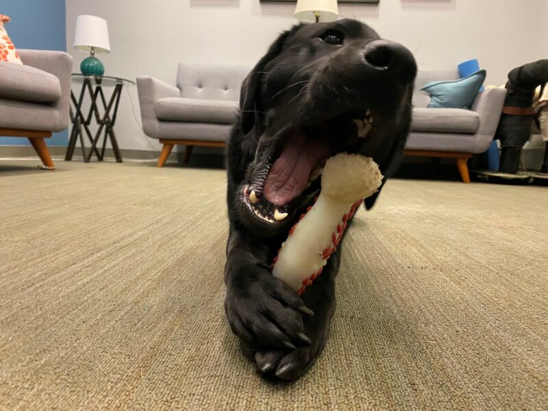 Willa is lying down in a carpeted room chewing on a Nylabone. Her mouth is open wide with the bone resting between her two front paws.