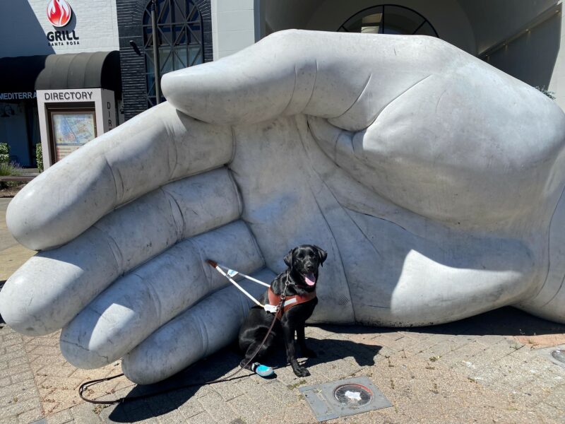Willa is sitting in harness and wearing blue booties as she stares at the camera with her tongue out. Behind her is a large sculpture in the shape of a hand.